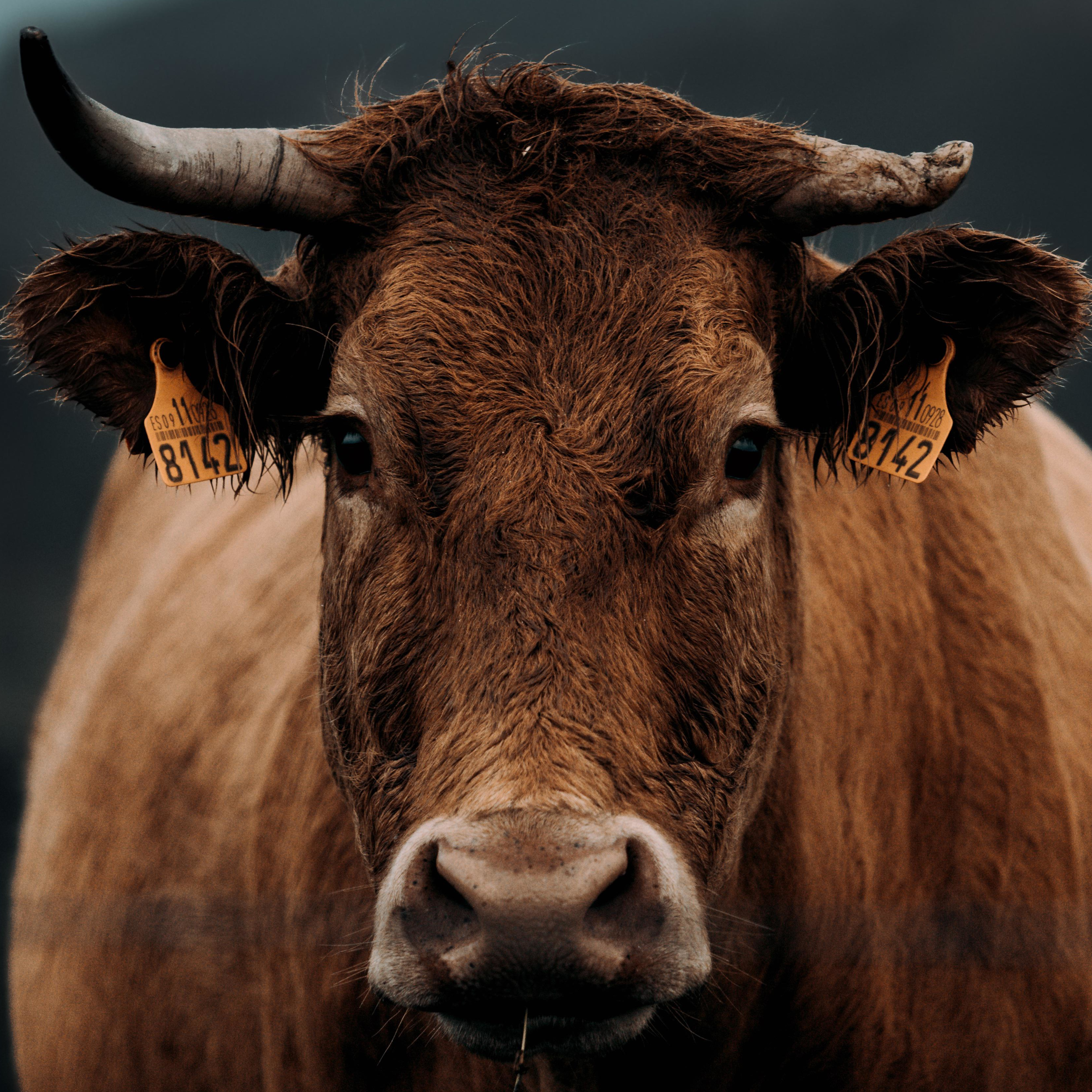 Cow