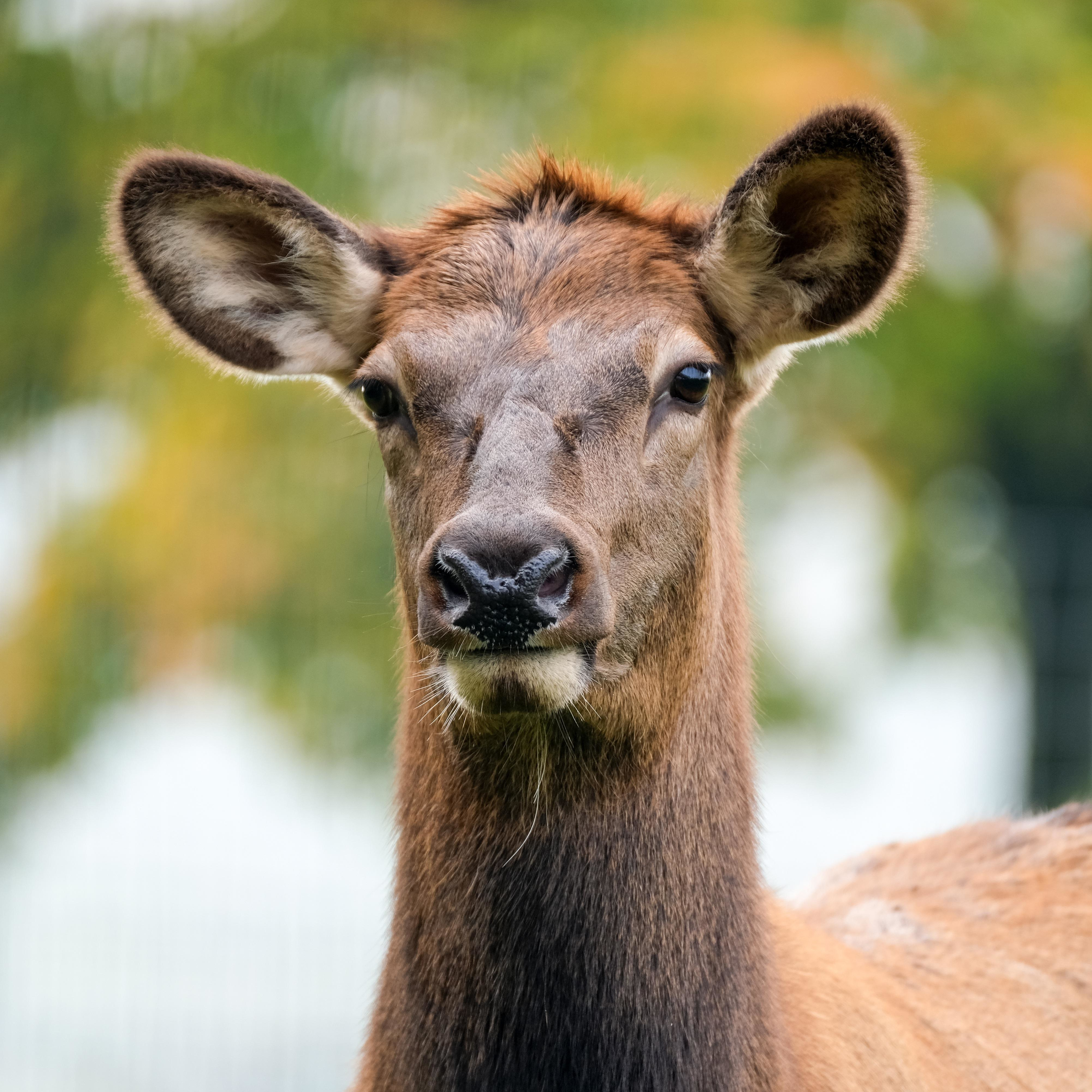 Deer