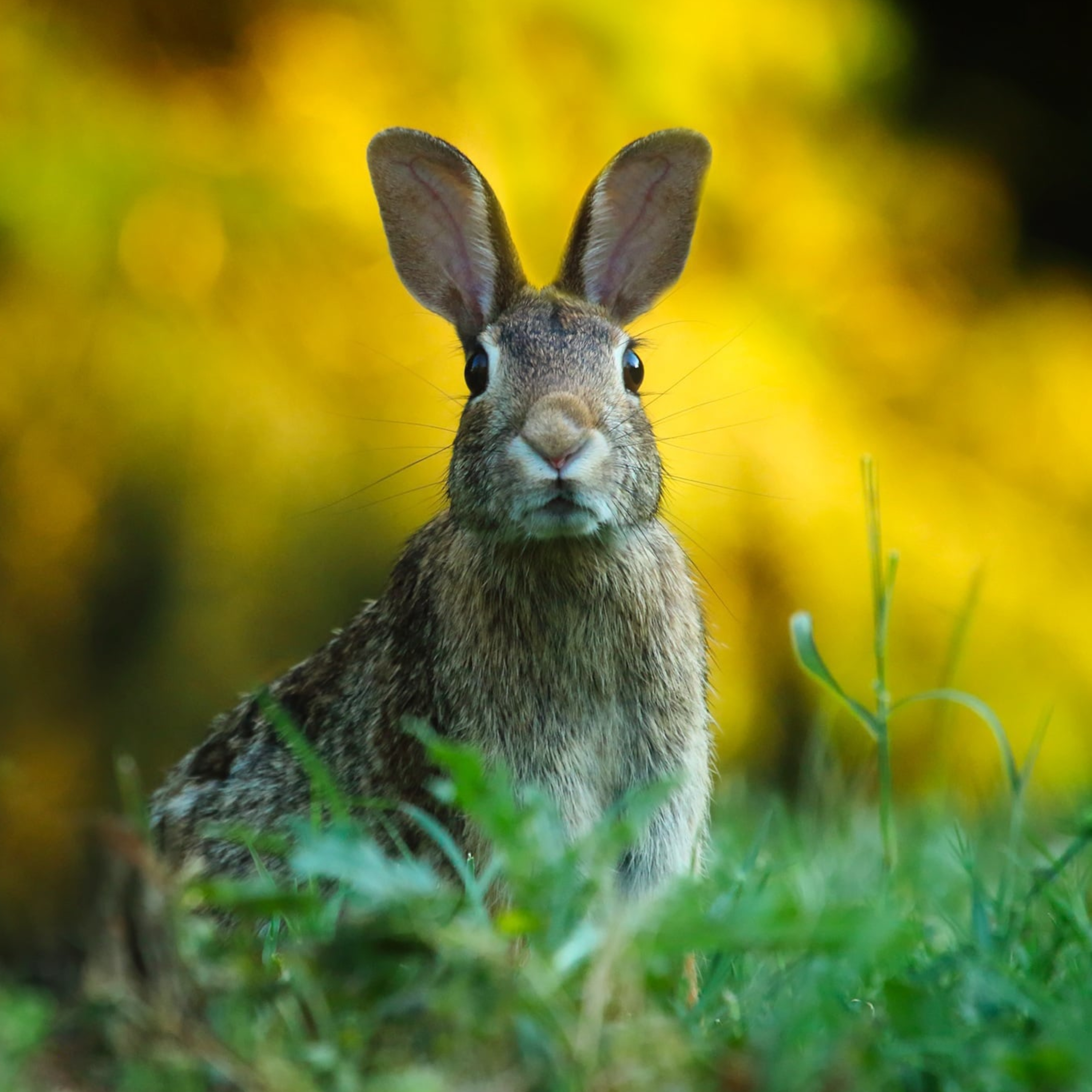 Rabbit