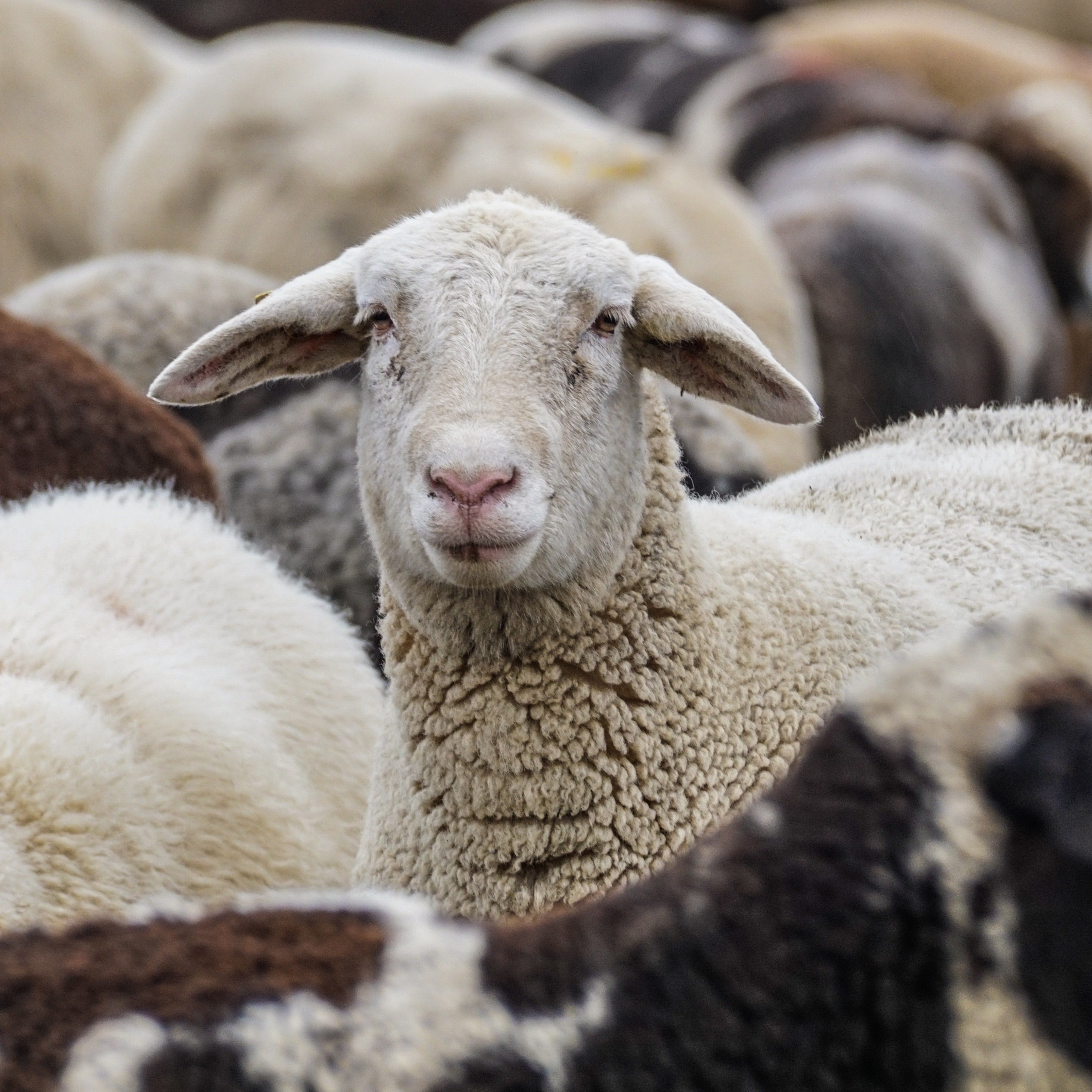 Sheep