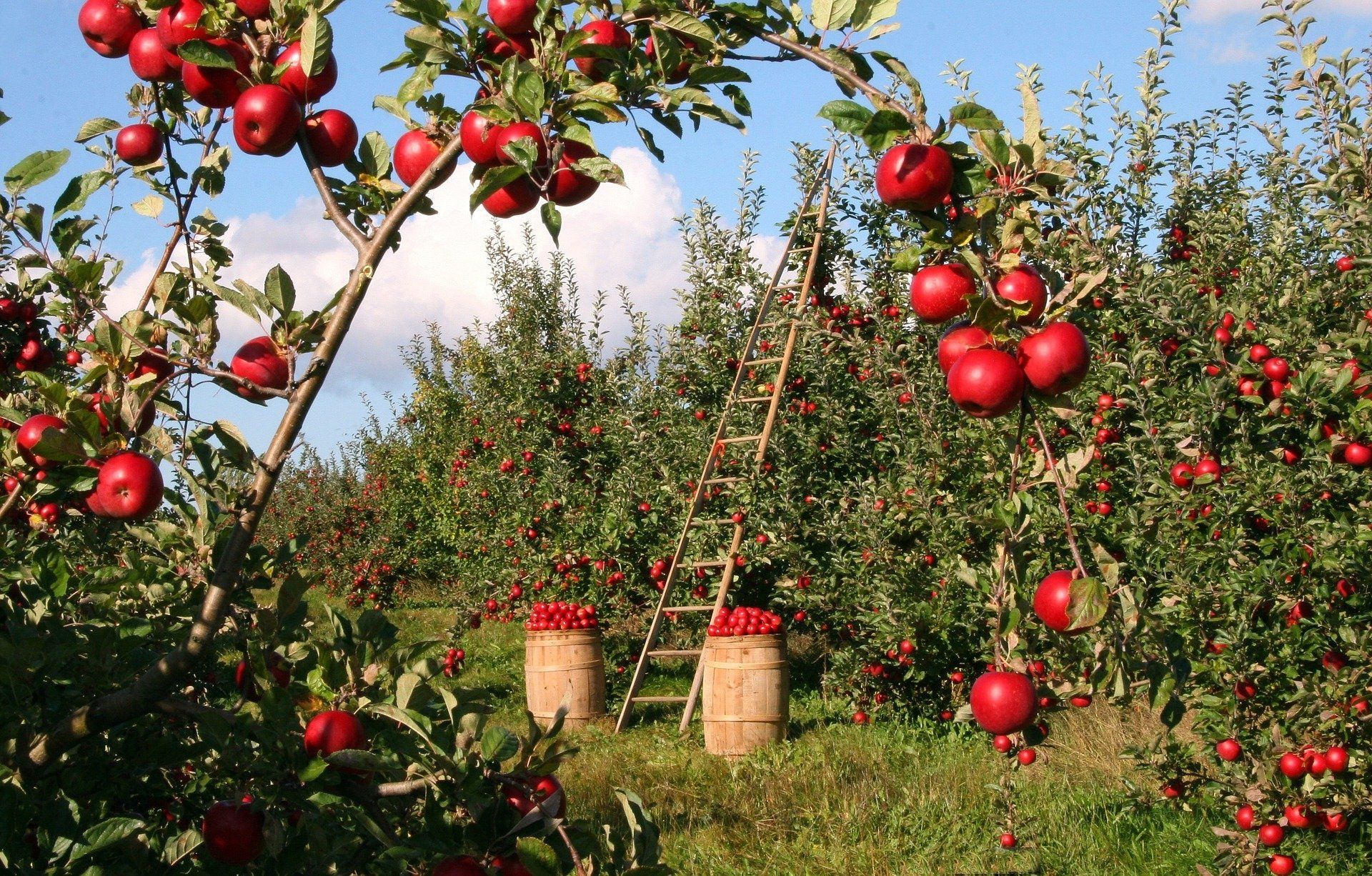 Orchard