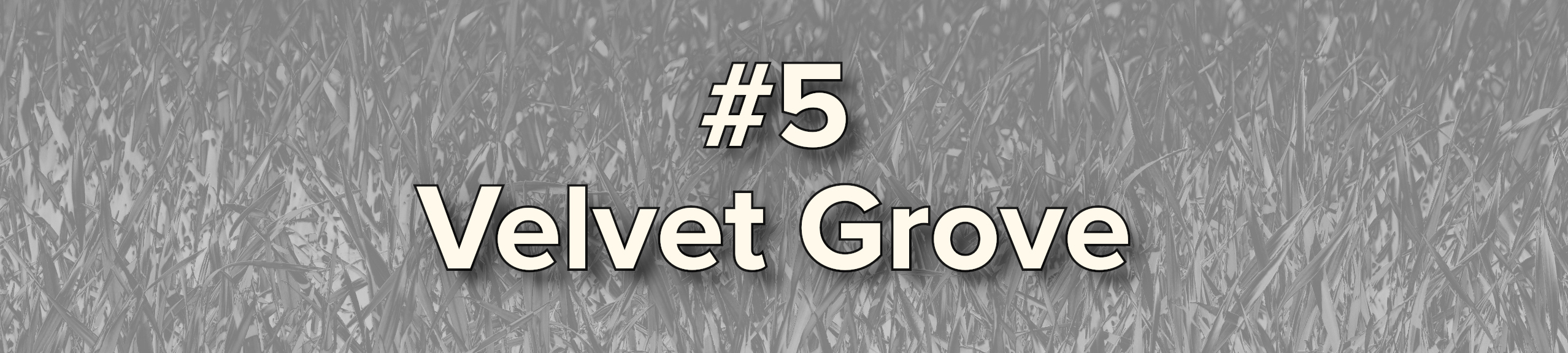Velvet Grove